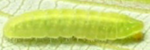 Larvae